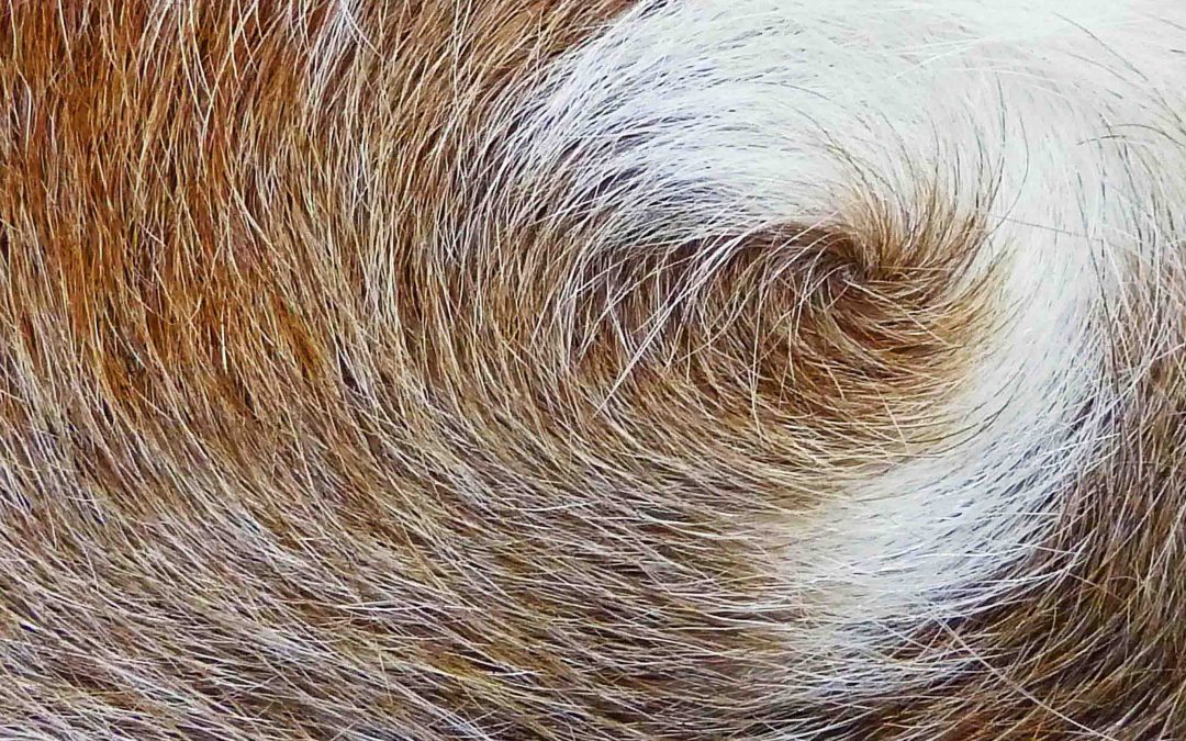 Nombres 4.6 – De quelle peau s’agit-il ?