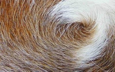 Nombres 4.6 – De quelle peau s’agit-il ?