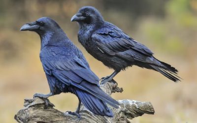 1 Rois 17.4 : Serait-ce des corbeaux ?